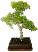 Ligustrum chinensis ptačí zob 714