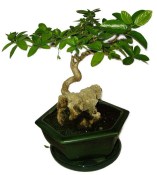 Kozlovoň - Premna - RARITA 550