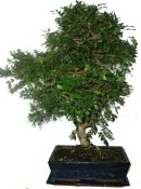 Zelkova 408 - pokojové bonsaje
