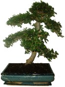 Zelkova 409 - pokojová bonsai