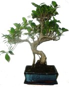 Ficus retusa - fíkovník - bonsaj 139