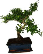 Serissa foetida - strom tísíce hvězd 932