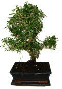 Serissa foetida - strom tísíce hvězd 932