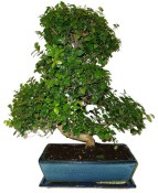 Pokojová bonsai - Sagerethia thea 101kwe