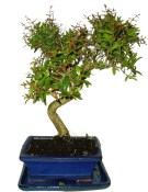 Punica granatum - granátové jablíčko 101