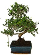 Pokojová bonsai - Sagerethia thea 393