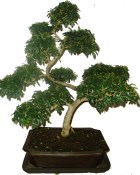 Ligustrum chinensis ptačí zob 556