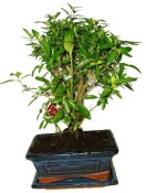 Serissa foetida - strom tísíce hvězd 932