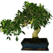 Ficus retusa - fíkovník - bonsai 957