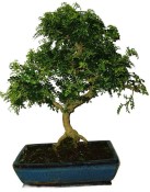 Caragona spinosa - čínský pepř 968 - bonsai