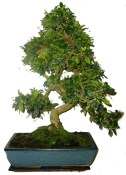 Carmona microphylla - čaj fuki 357 bonsai