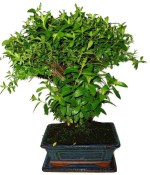 Pokojová bonsaje Cuphea 154