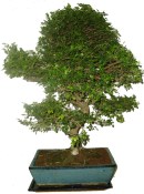 Zelkova 414 - pokojové bonsaje