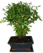 Serissa foetida - strom tísíce hvězd 932