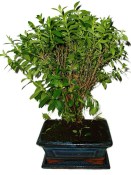 Pokojová bonsaje Cuphea 154