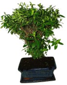 Pokojová bonsaje Cuphea 154