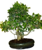 Ficus retusa - fíkovník - bonsai 102kwe