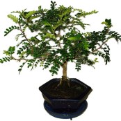 Caragona spinosa - čínský pepř 968 - bonsai