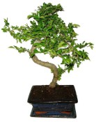 Zelkova 970 - pokojové bonsaje 