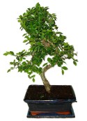 Zelkova 1035 - pokojové bonsaje 