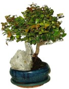 Pokojová bonsai - Sagerethia thea 1038