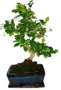 Pokojová bonsaj Carmona microphylla - čaj fuki 1039