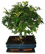 Caragona spinosa - čínský pepř 075 - bonsai