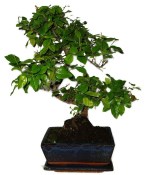 Pokojová bonsai - Sagerethia thea 1040