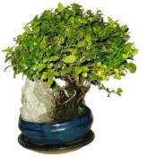 Pokojová bonsai - Sagerethia thea 1044