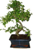 Zelkova 1045 - pokojové bonsaje 