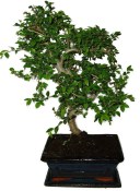 Zelkova 1046 - pokojové bonsaje 