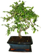 Zelkova 1047 - pokojové bonsaje 