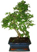 Zelkova 1048 - pokojové bonsaje 