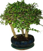 Zelkova 1049 - pokojové bonsaje 