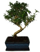 Serissa foetida - strom tísíce hvězd 104
