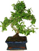 Zelkova 1050 - pokojové bonsaje 