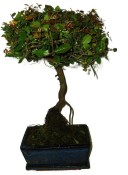 Pokojová bonsai - Sagerethia thea 1055