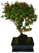 Pokojová bonsai - Sagerethia thea 1056
