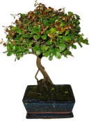 Pokojová bonsai - Sagerethia thea 1057