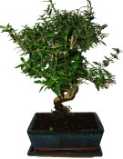 Serissa foetida - strom tísíce hvězd 105