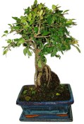 Zelkova 1061 - pokojové bonsaje 
