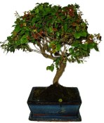 Pokojová bonsai - Sagerethia thea 1062