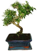 Serissa foetida - strom tísíce hvězd 1067