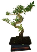 Serissa foetida - strom tísíce hvězd 1068