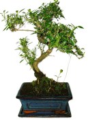 Serissa foetida - strom tísíce hvězd 1069