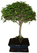 Zelkova 106kwe - pokojové bonsaje 
