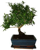 Serissa foetida - strom tísíce hvězd 106