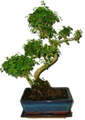 Ligustrum chinensis ptačí zob 677
