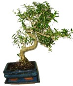 Serissa foetida - strom tísíce hvězd 1070