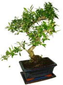 Serissa foetida - strom tísíce hvězd 1071